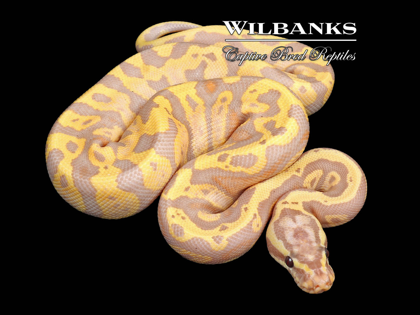 Banana Pastel Acid (Female Maker) Ball Python ♂ '24