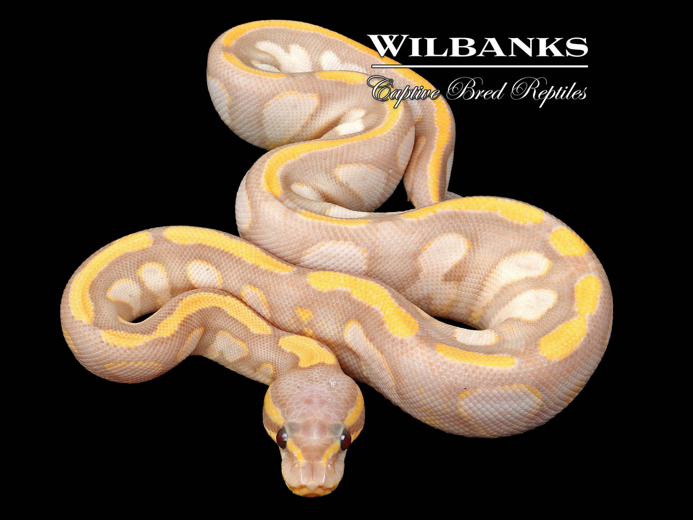 Stranger Banana Sugar Ball Python ♀ '24