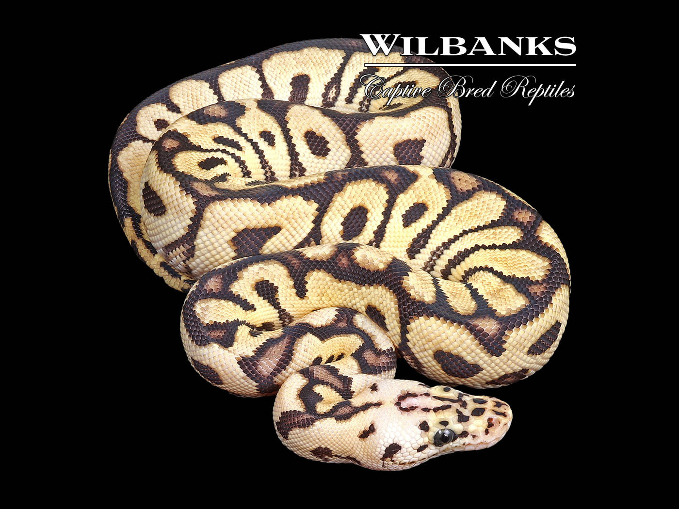 Pastel Spotnose Clown Ball Python ♂ '24