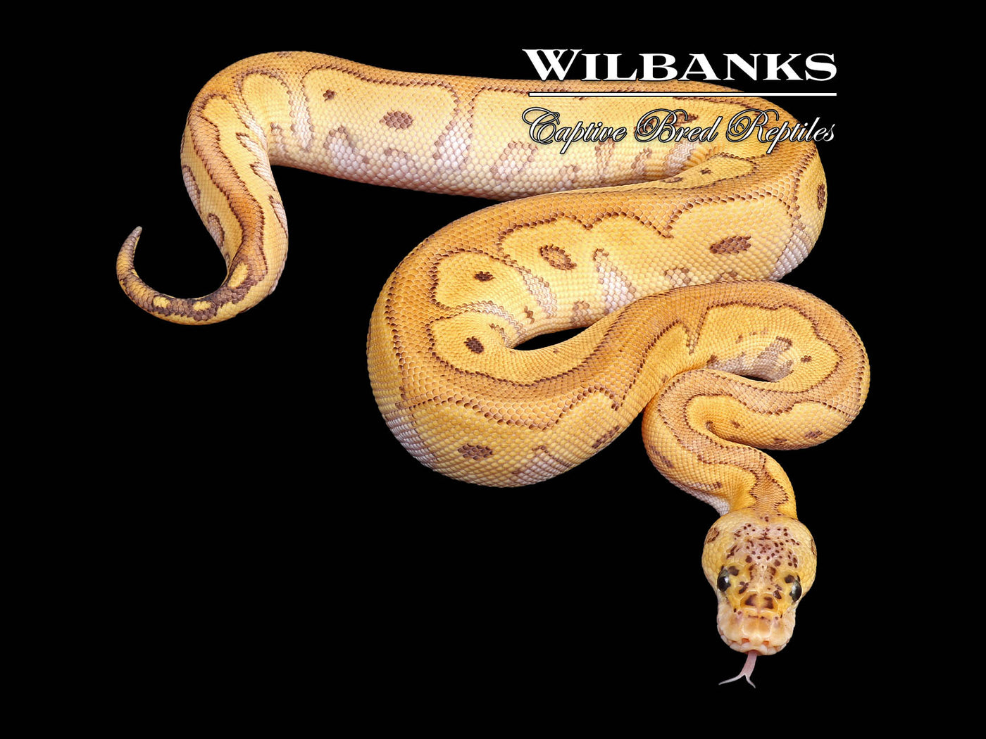 Super Red Stripe Pastave Clown Ball Python ♀ '24