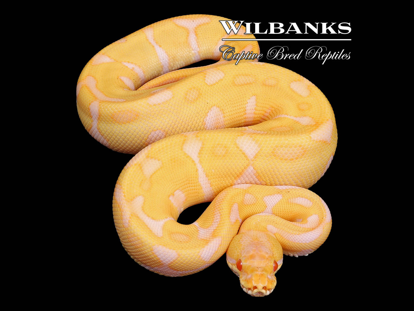 Albino Leopard Enchi Ball Python ♂ '24