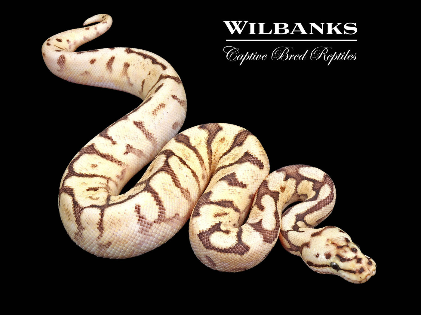 Fire Bee Yellow Belly Ball Python ♂ '24