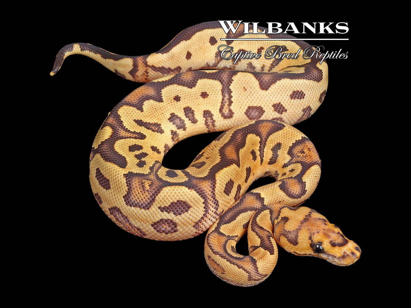 Fire Clown Ball Python ♀ '24