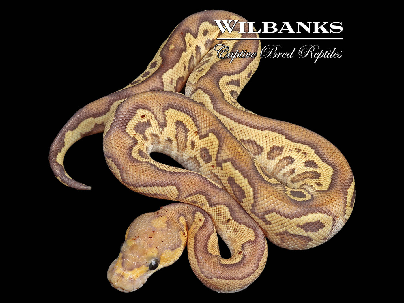 Mojave Fire Clown Ball Python ♂ '24