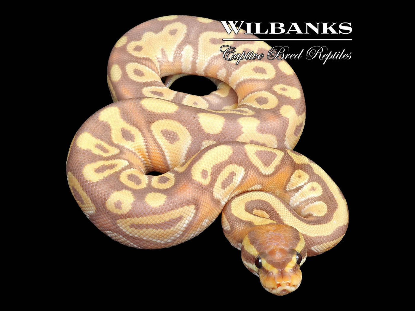 Banana Mojave Ball Python ♂ '24