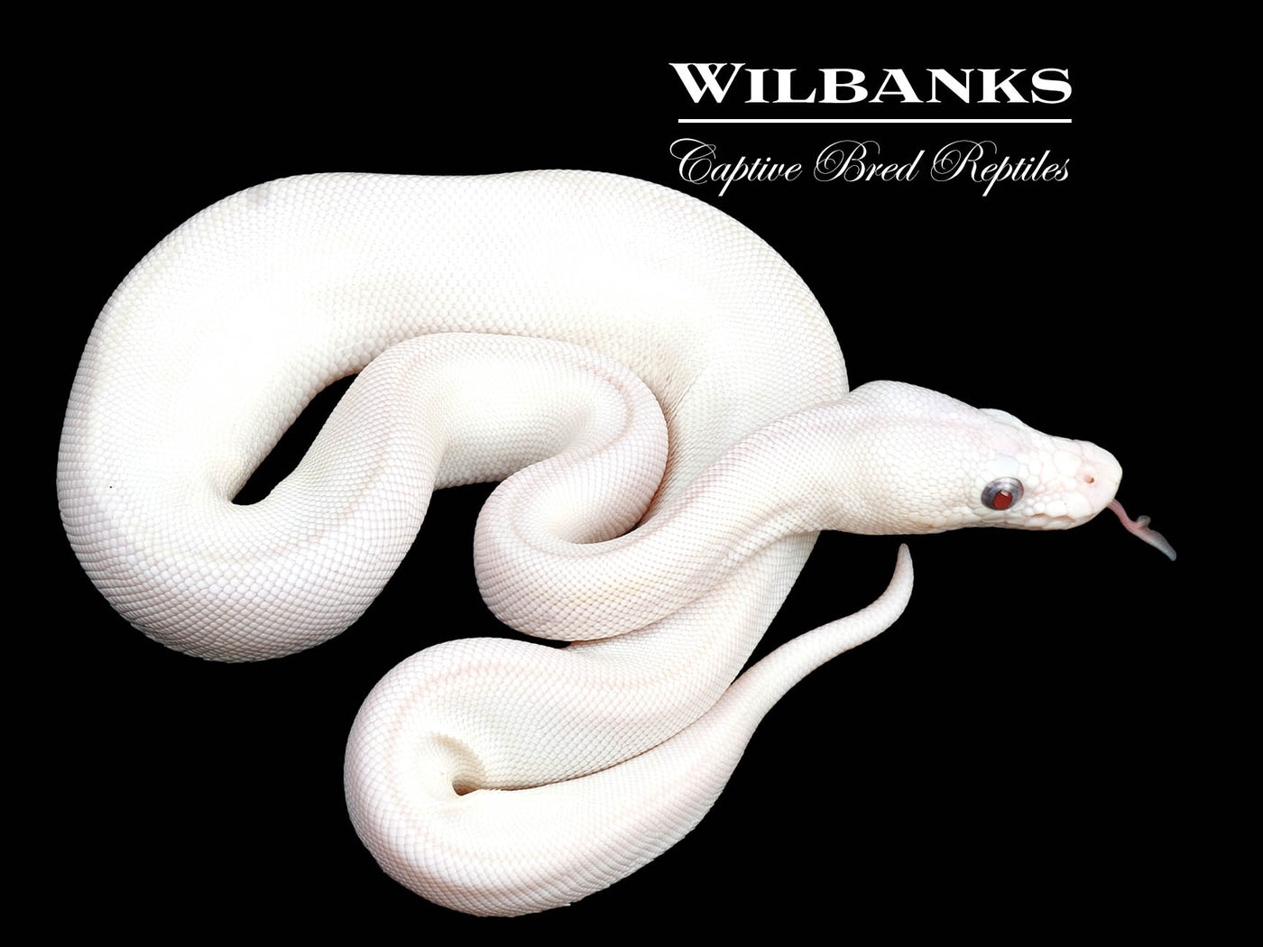 Blue Eyed Leucistic -Super Butter Ball Python ♀ '24