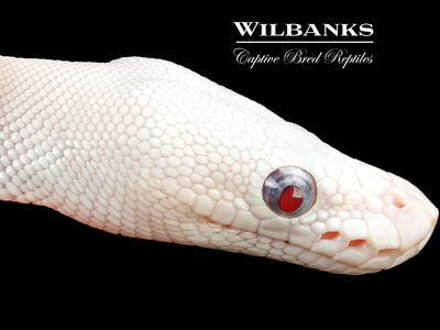 Blue Eyed Leucistic -Super Butter Ball Python ♀ '24