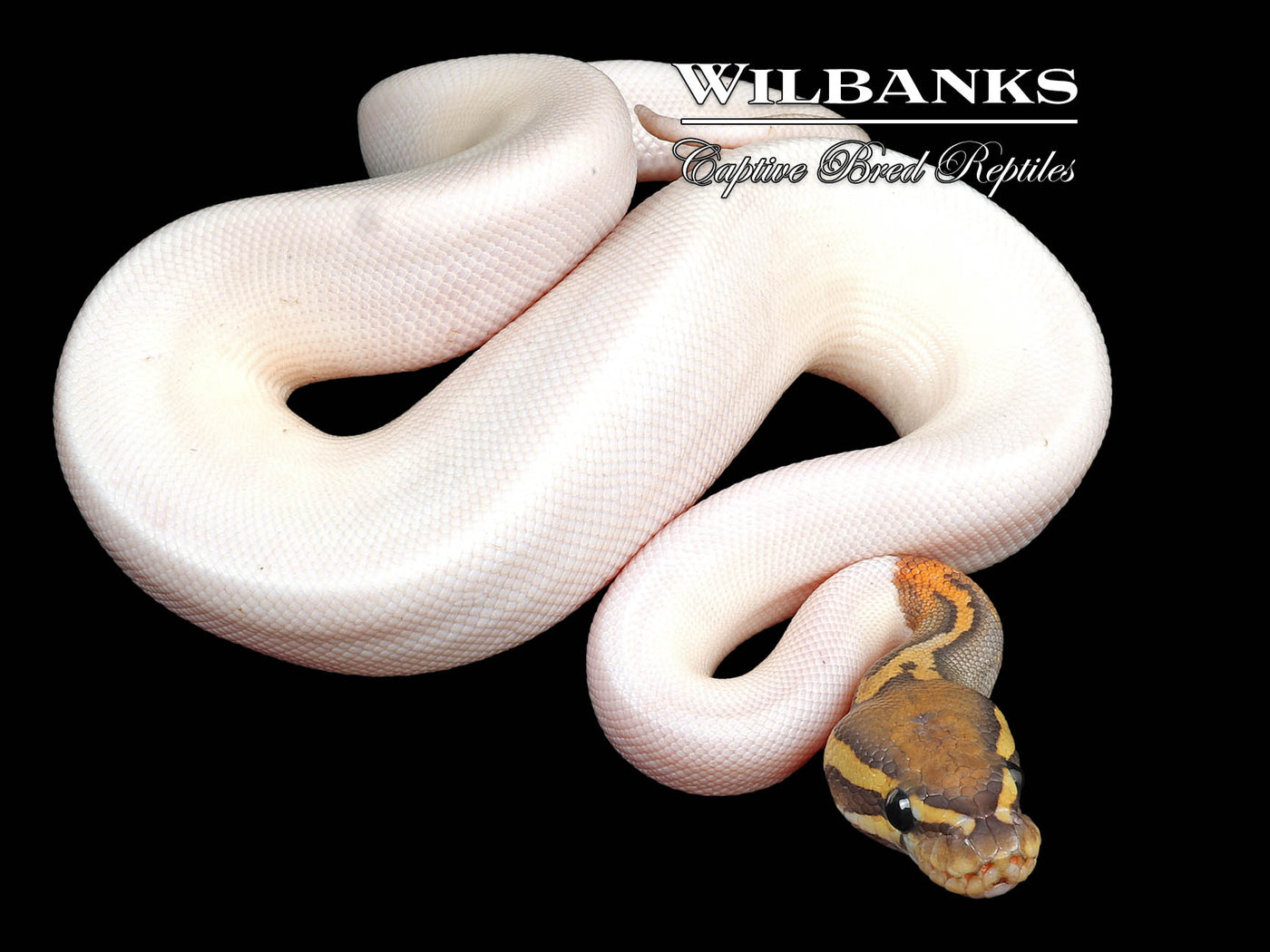 Ghost Pied Ball Python ♂ '24