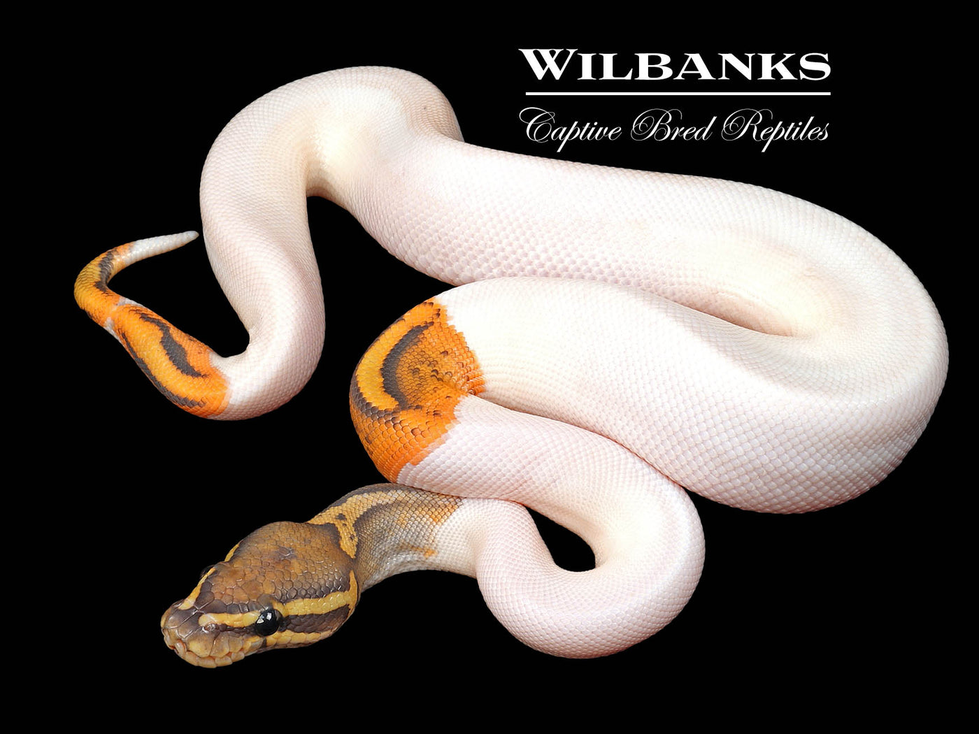 Ghost Pied Ball Python ♂ '24