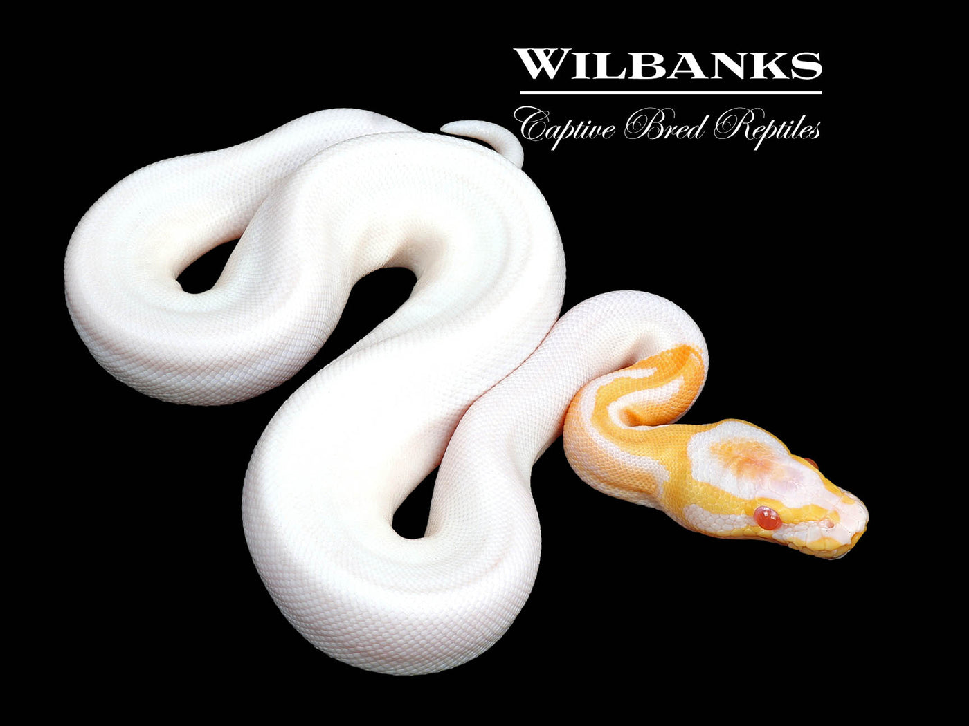 Albino Pied Ball Python ♂ '24