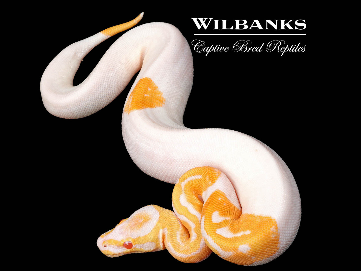 Albino Pied Ball Python ♀ '24