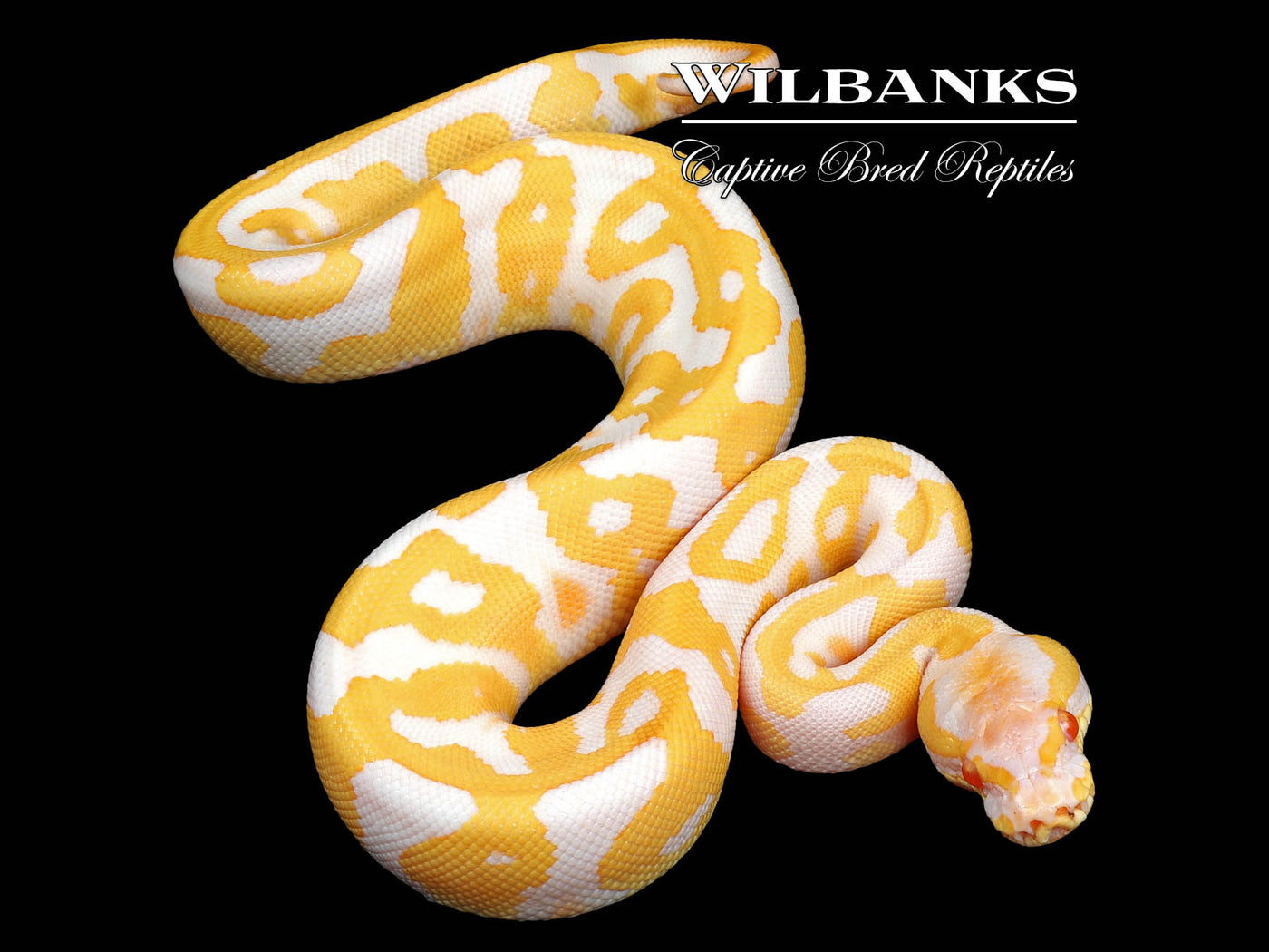 Albino Leopard Ball Python ♂ '24