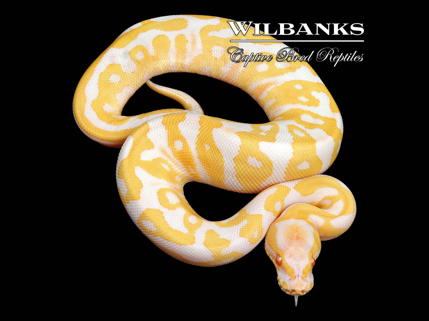 Albino Leopard Ball Python ♂ '24