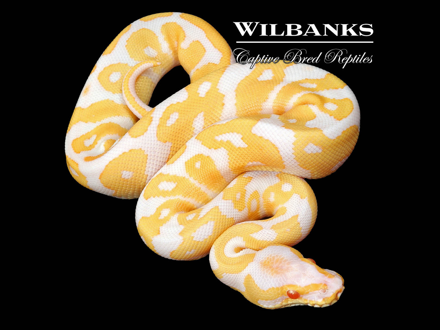 Albino Leopard Ball Python ♂ '24