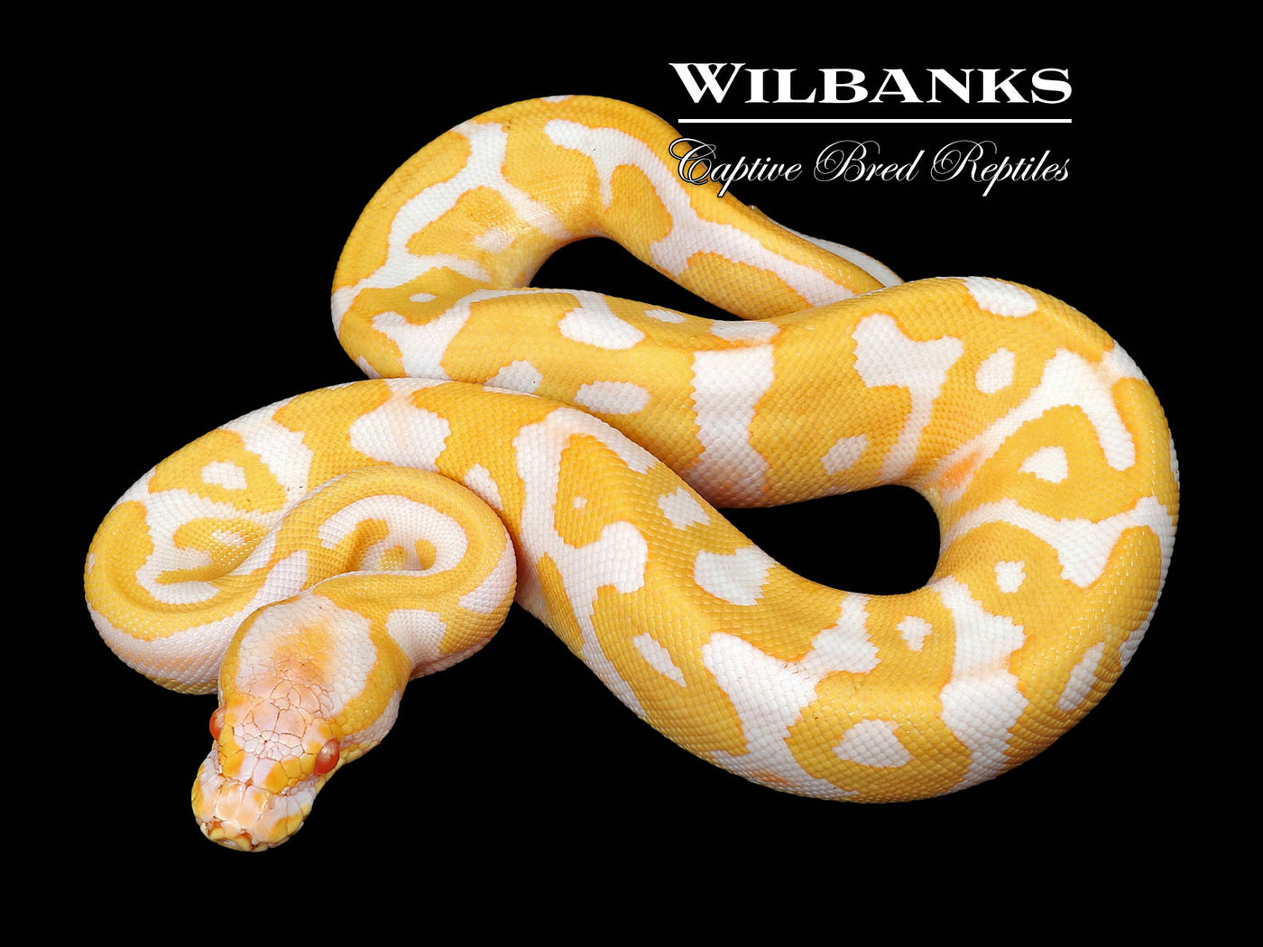 Albino Leopard Ball Python ♀ '24