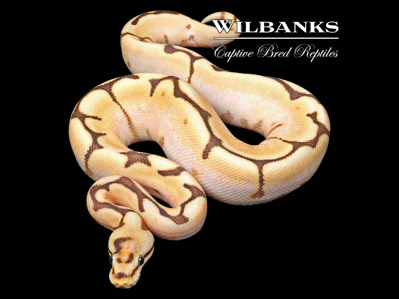 Orange Dream Bumble Bee Ball Python ♀ '24