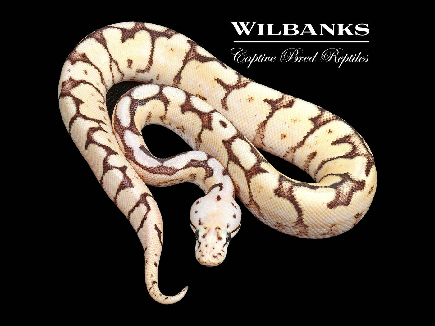 Fire Bee Ball Python ♂ '24