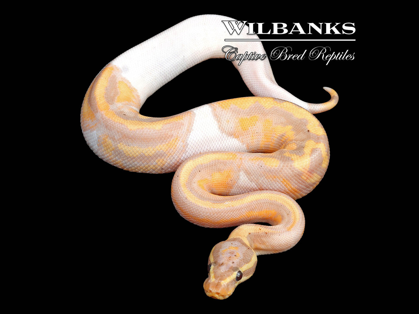 Banana Pied Ball Python ♂ '24