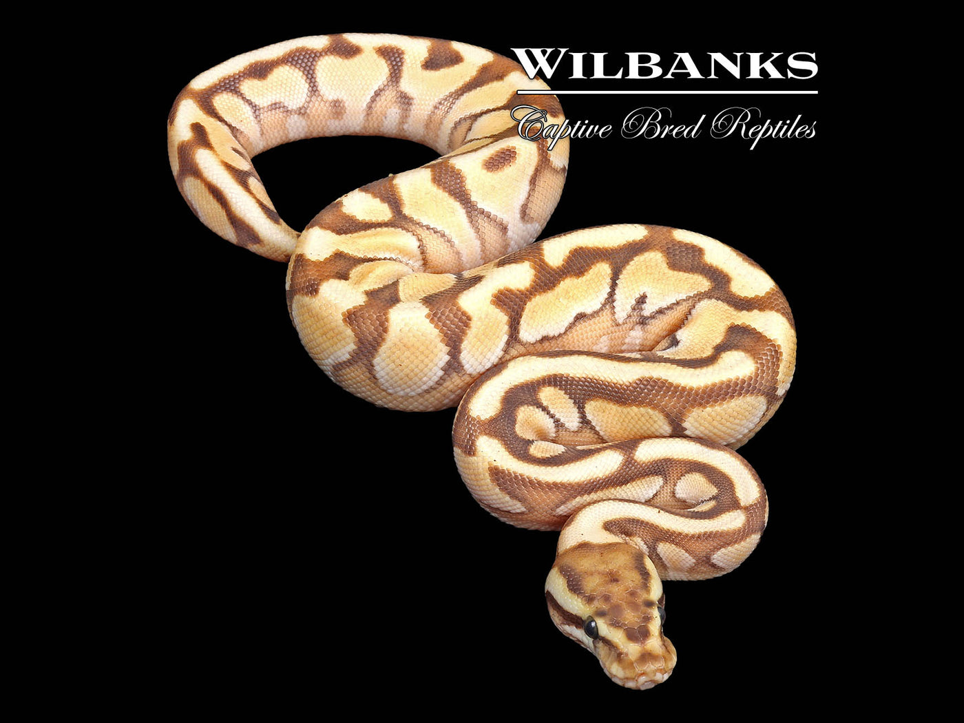 Butter Enchi Spotnose Ball Python ♀ '24