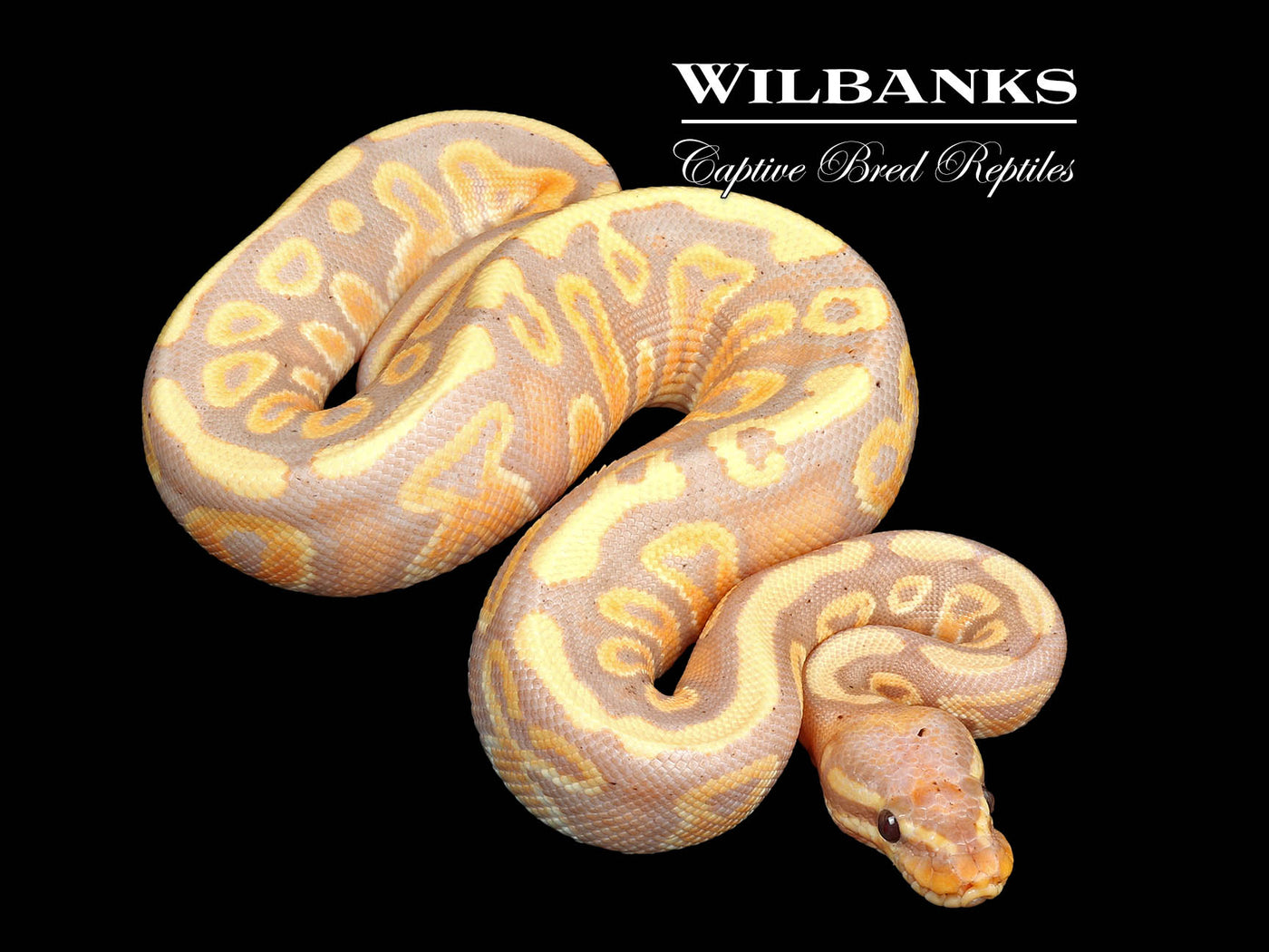 Banana Mahogany 100% Het. Pied Ball Python ♂ '24