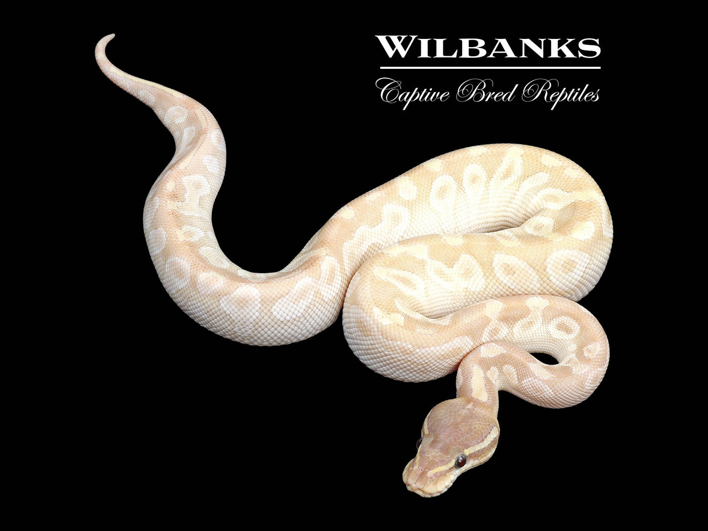 Crystal Ball Python ♂ '24