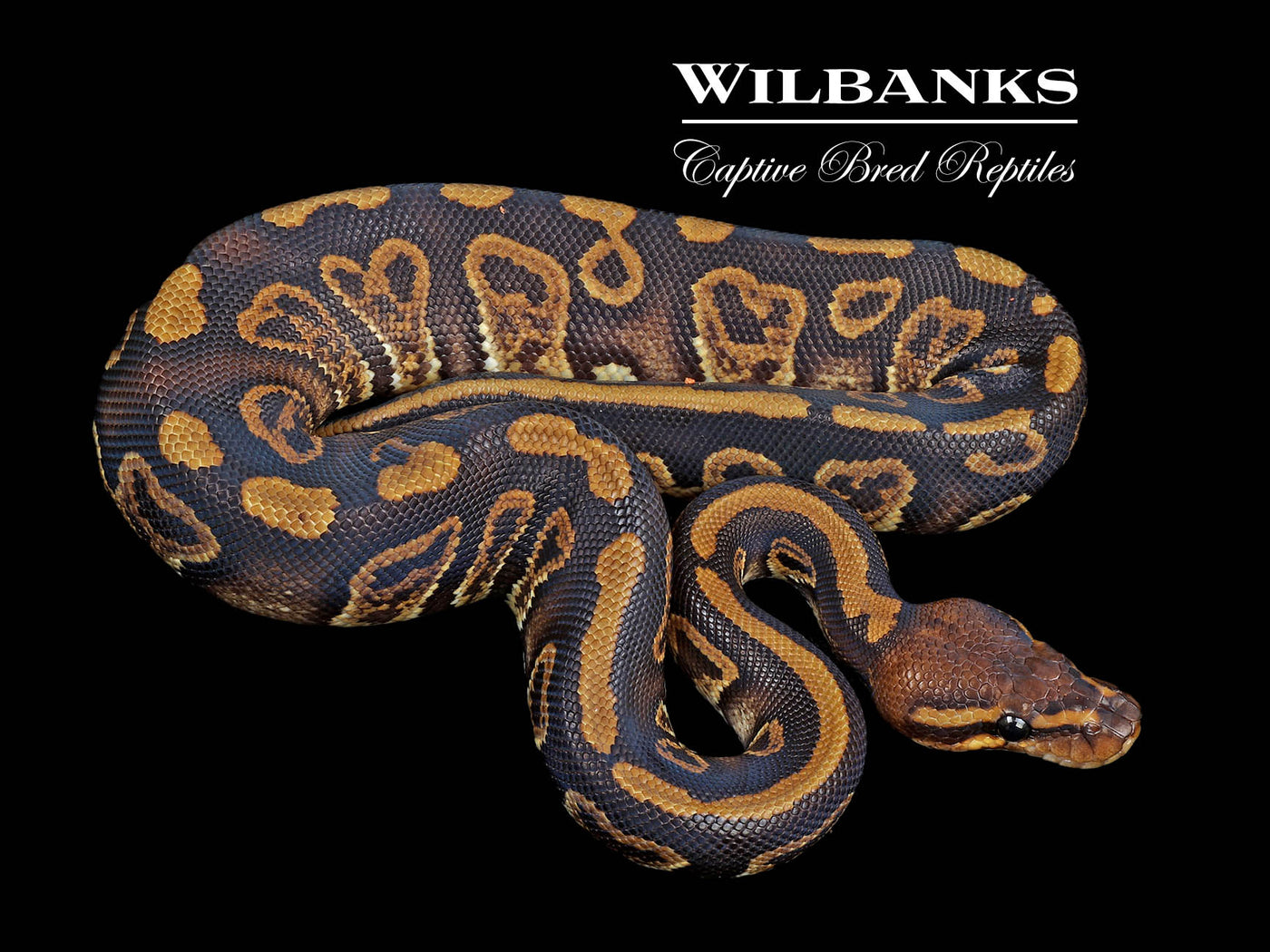 Mahogany Sable 100% Het. Clown Ball Python ♂ '24