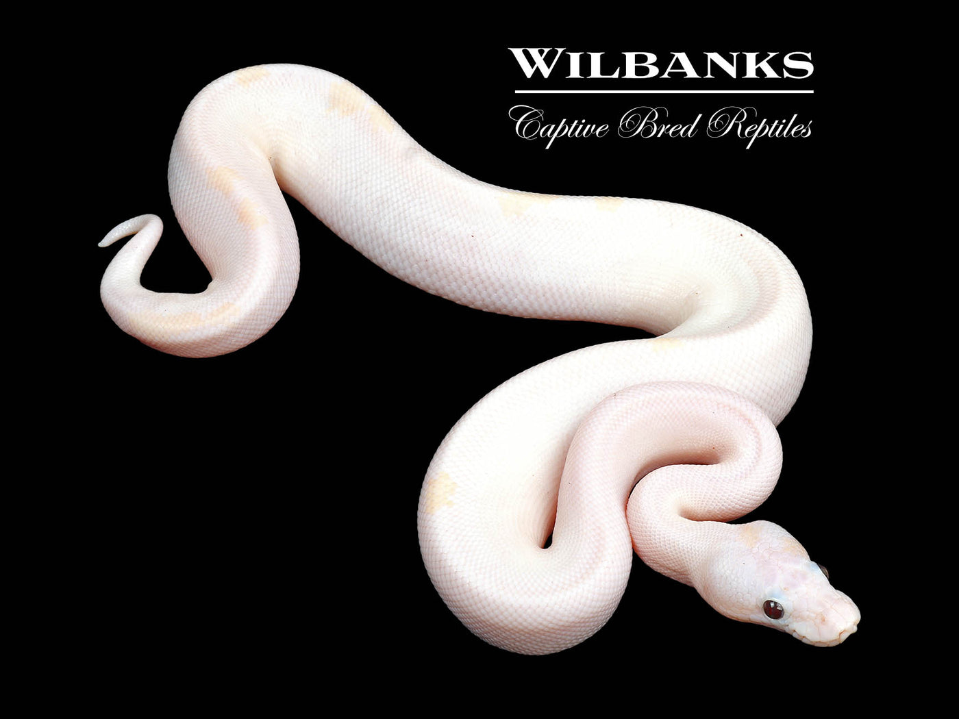 Banana Super Fire Ball Python ♂ '24