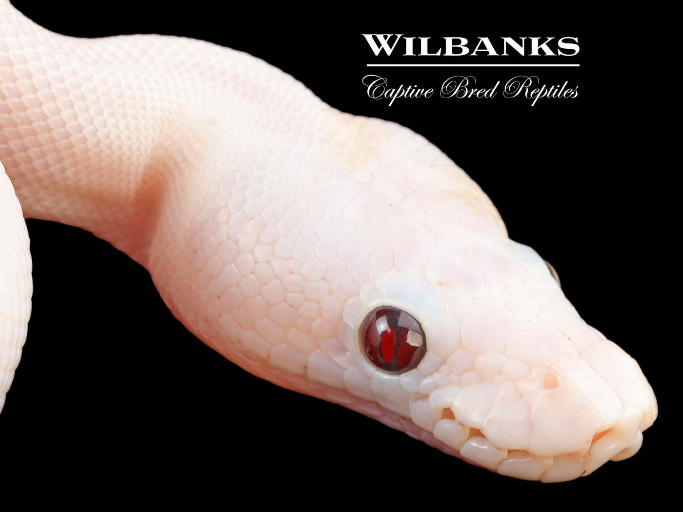 Banana Super Fire Ball Python ♂ '24