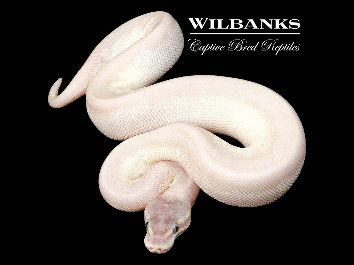 Blue Eyed Leucistic (Super Mojave) Ball Python ♀ '24