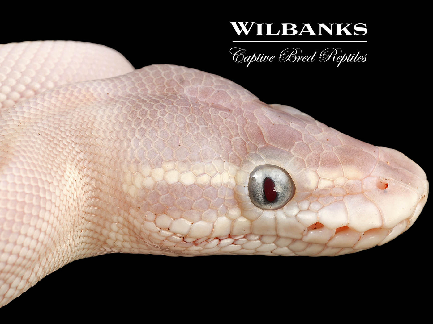 Blue Eyed Leucistic (Super Mojave) Ball Python ♀ '24