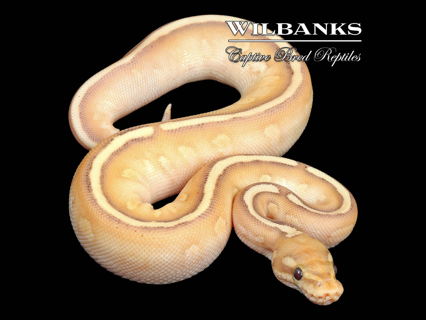 Stranger Banana Sugar Butter Yellow Belly Ball Python ♀ '24