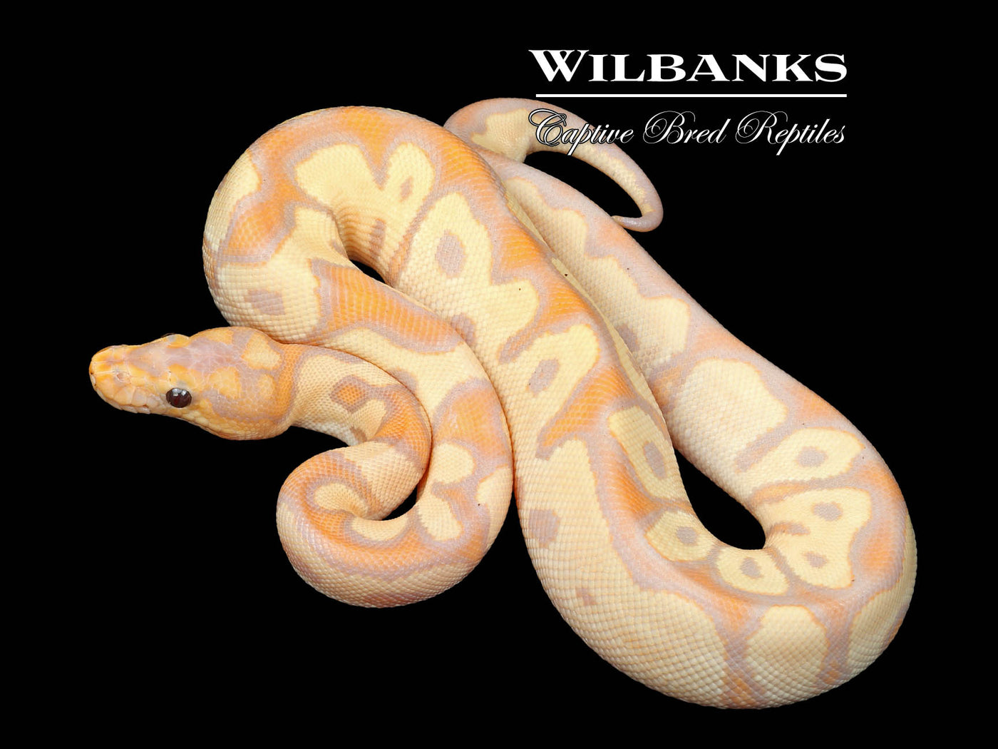 Banana Fire Clown Ball Python ♂ '24