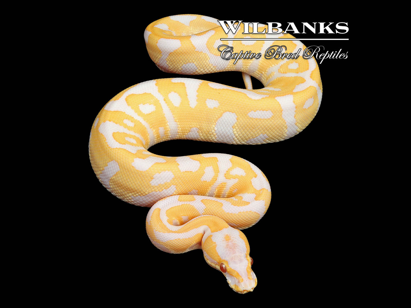 Lavender Leopard 100% Het. Clown Ball Python ♀ '24