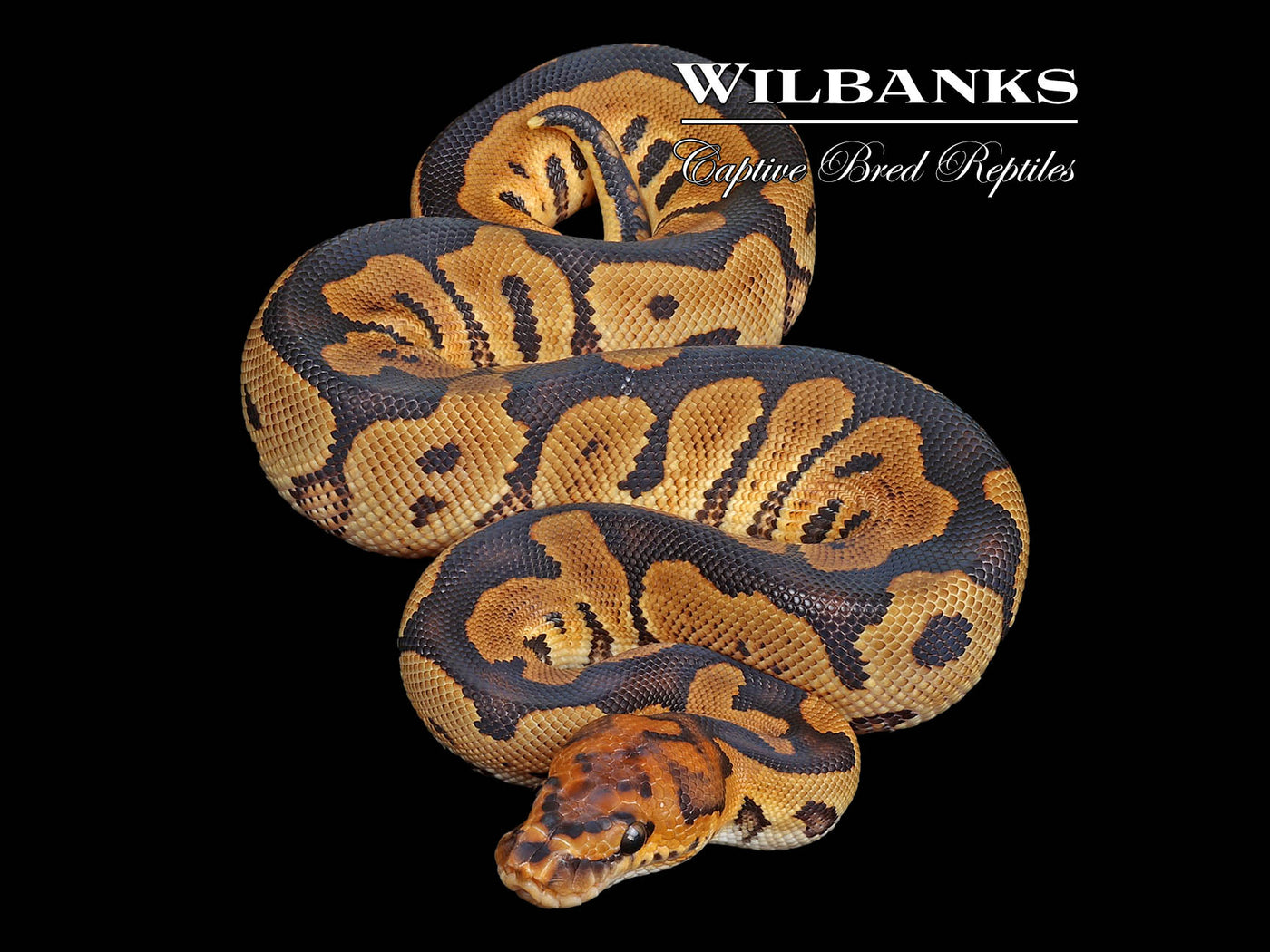 Clown Ball Python ♂ '24