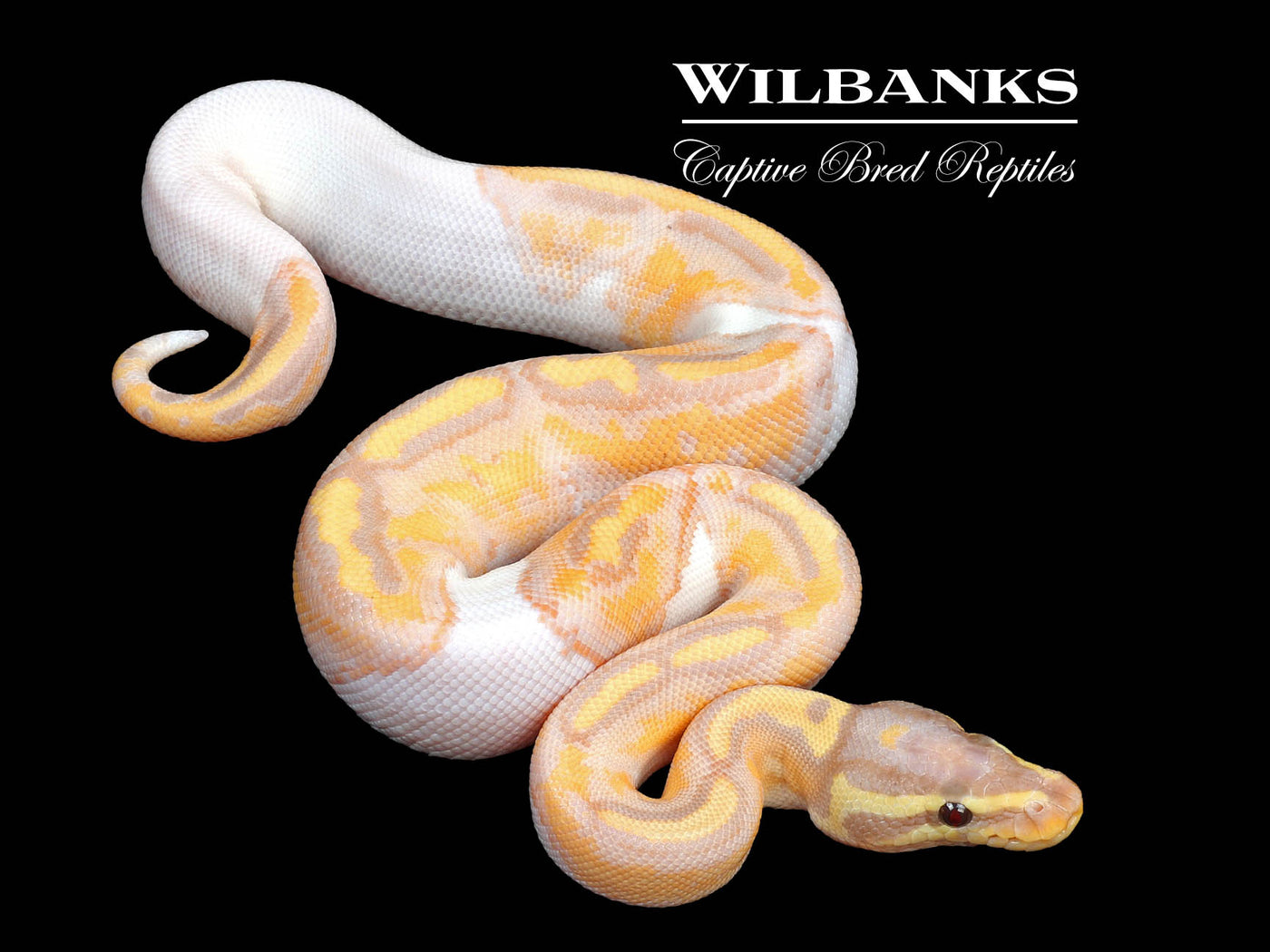 Banana Pied Ball Python ♂ '24