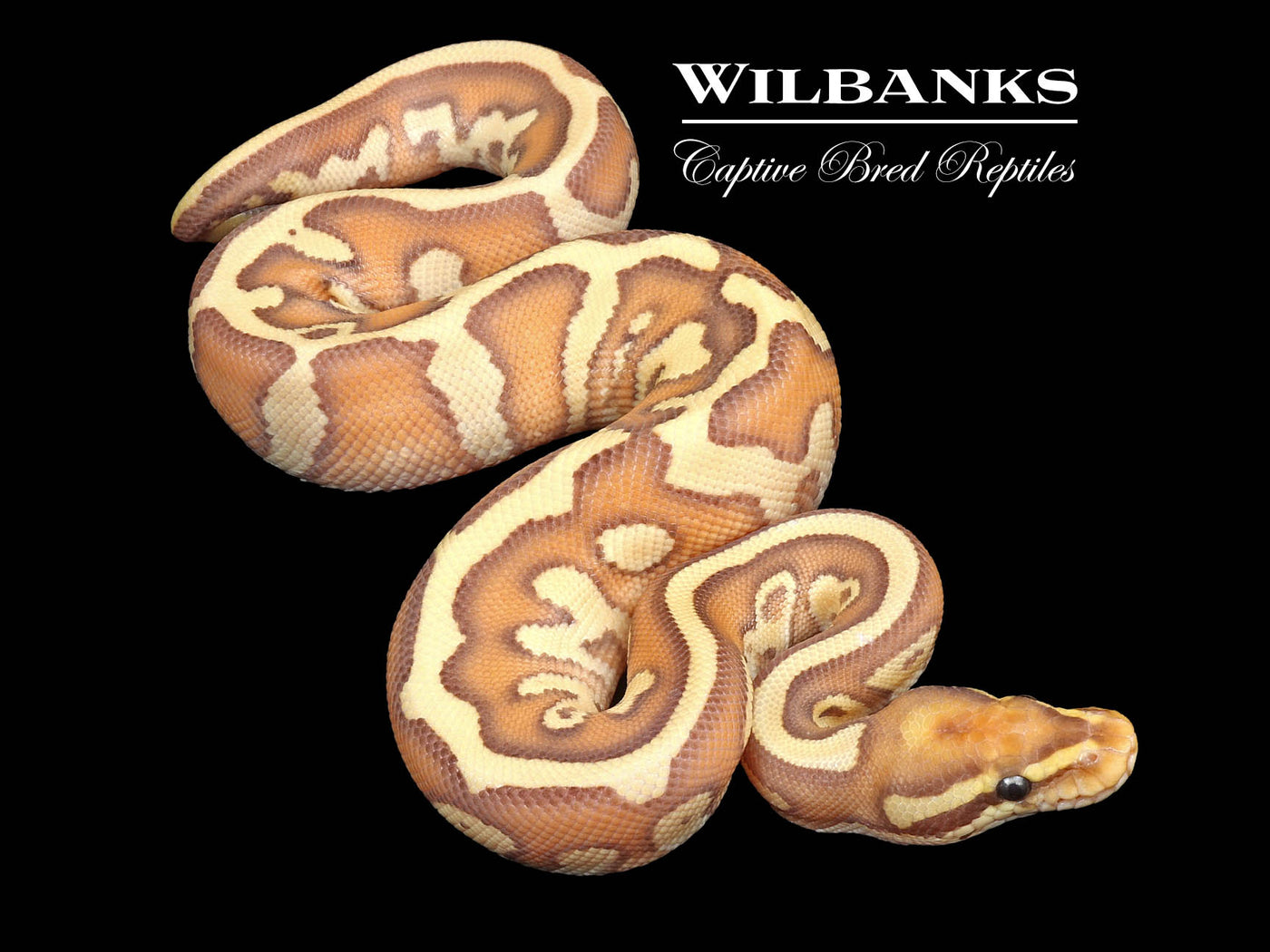 Banana Butter Leopard 100% Het. Clown Ball Python ♂ '24