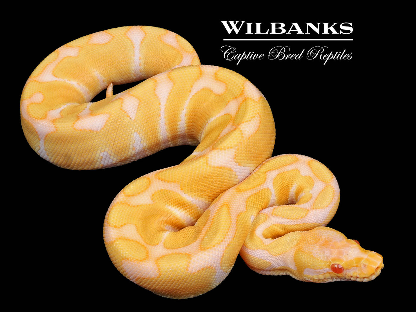 Albino Enchi Ball Python ♀ '24