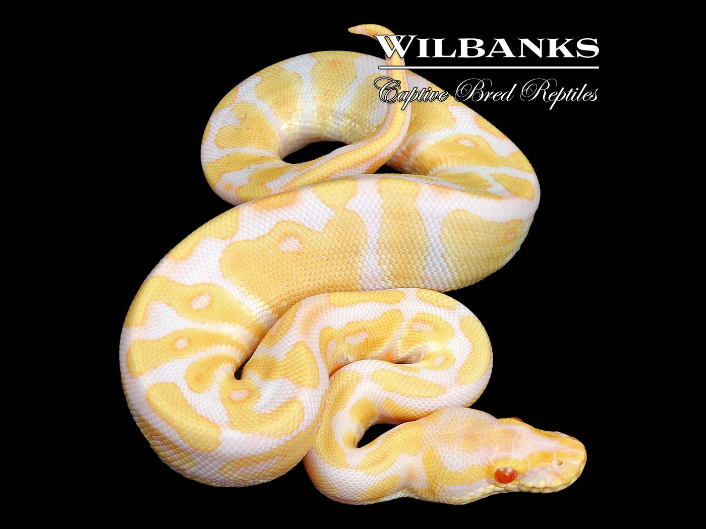 Albino Ball Python ♂ '24