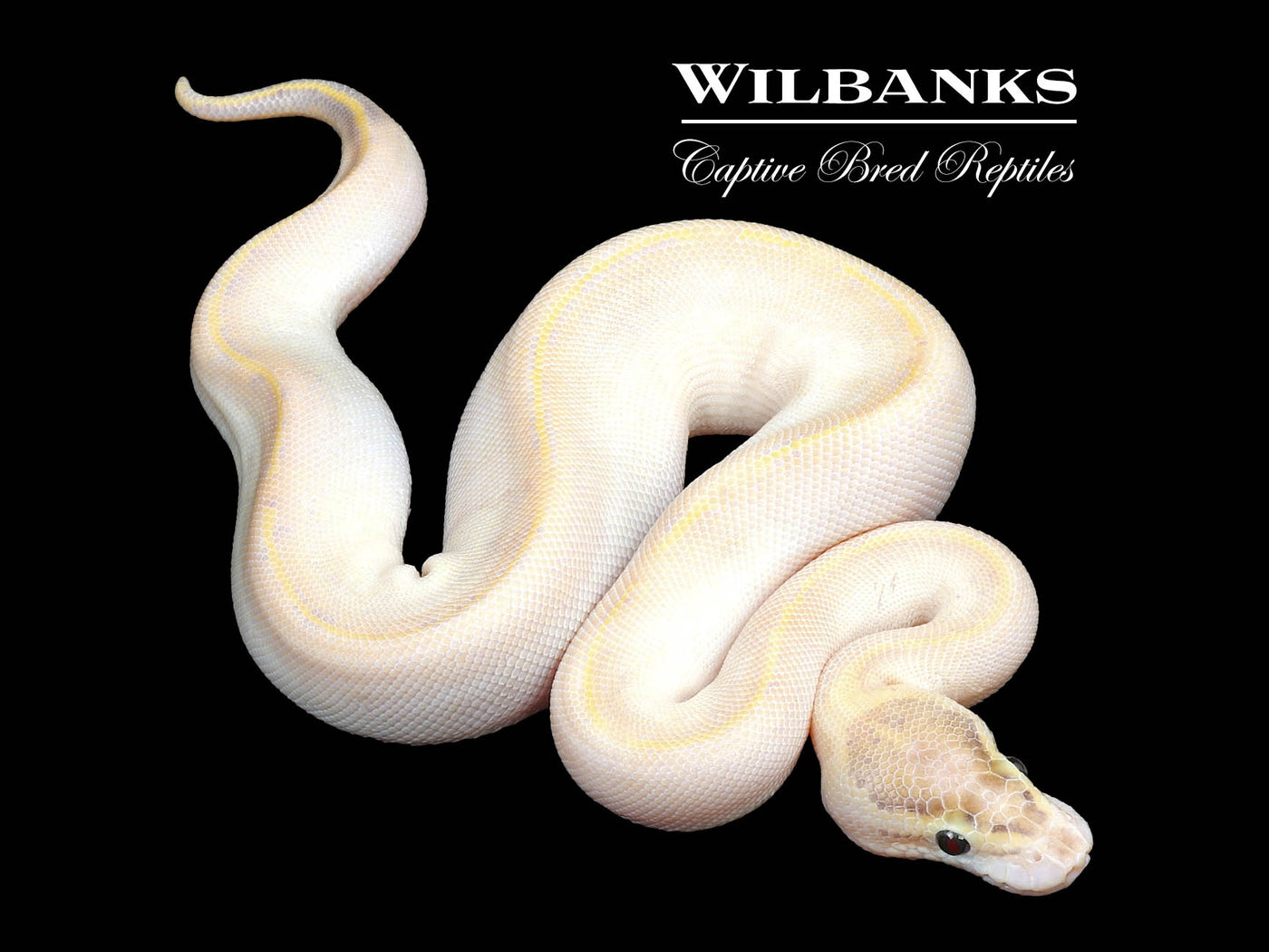 Ivory Ball Python ♀ '24