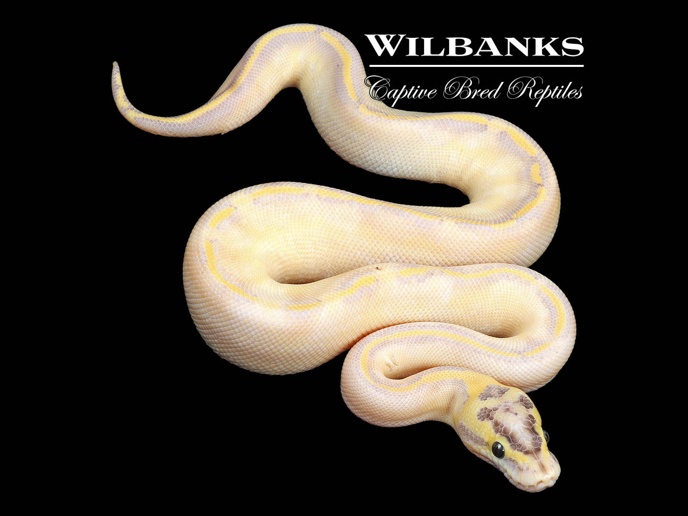 Pastel Enchi Ivory Ball Python ♂ '24