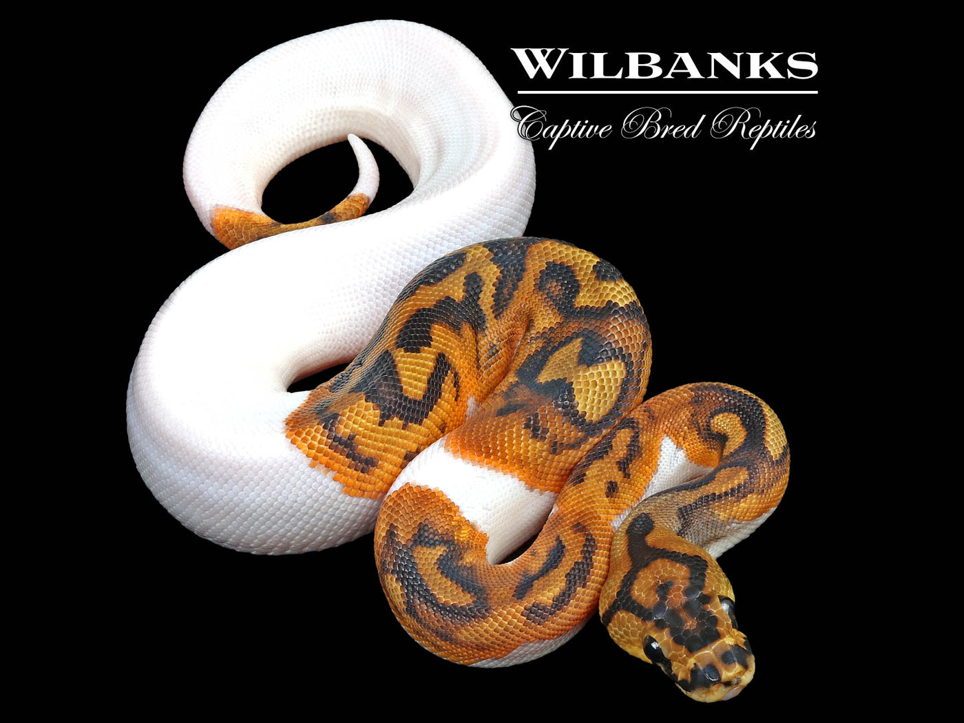 Clown Pied Ball Python ♀ '24