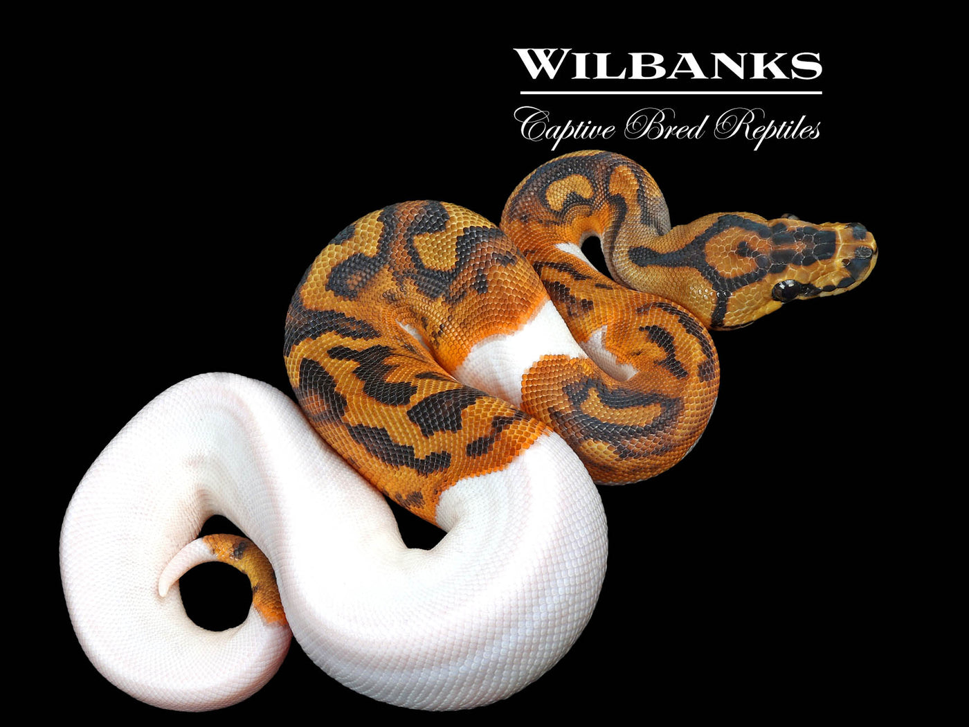 Clown Pied Ball Python ♀ '24