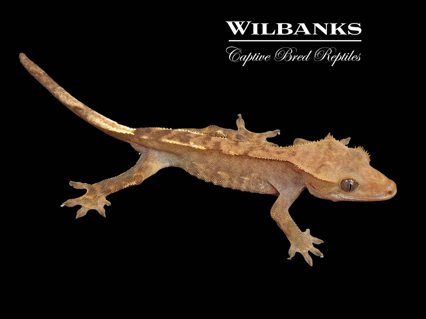 Crested Gecko '24