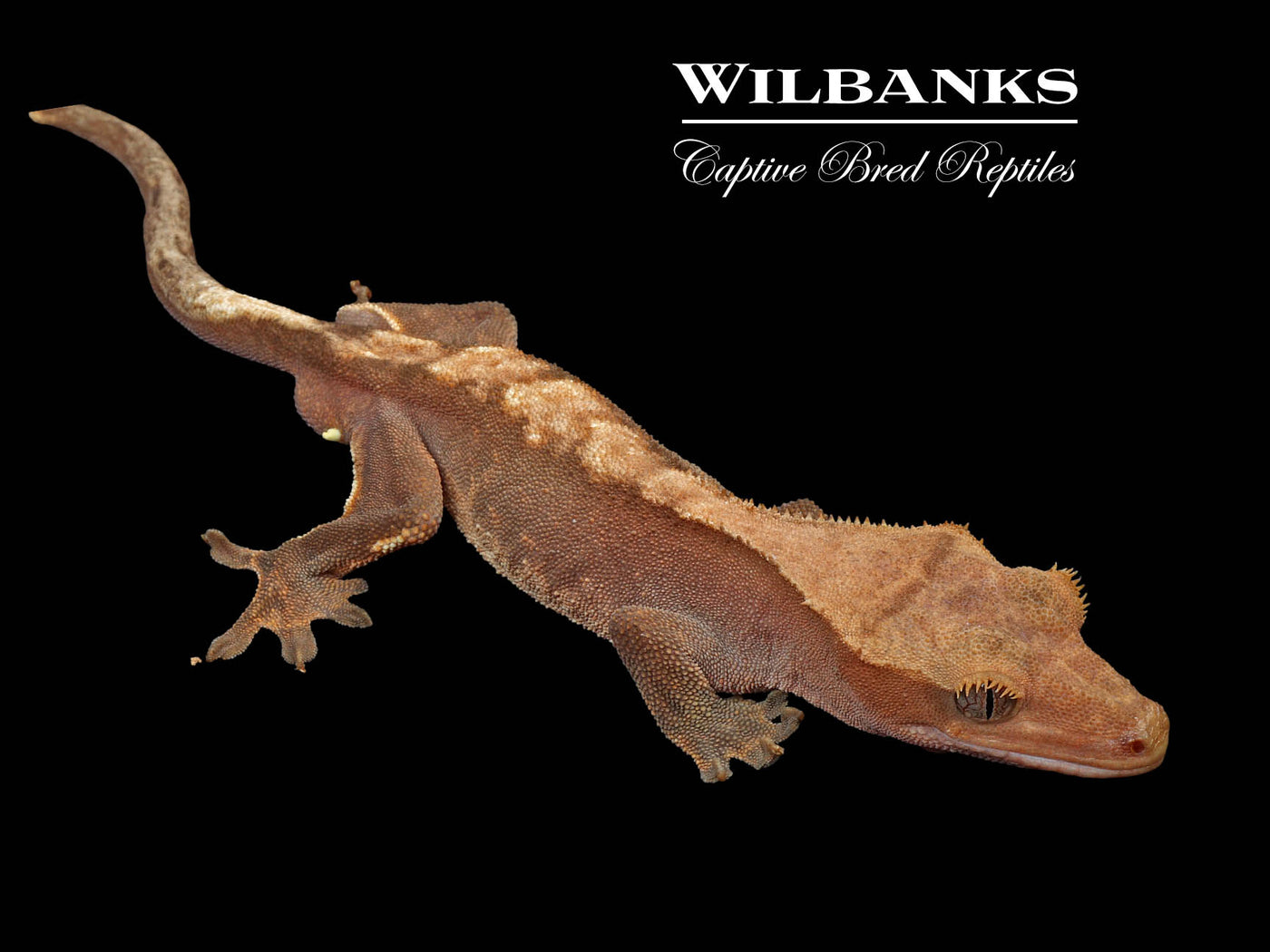 Crested Gecko '24