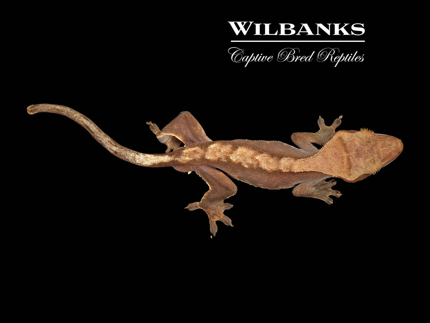 Crested Gecko '24