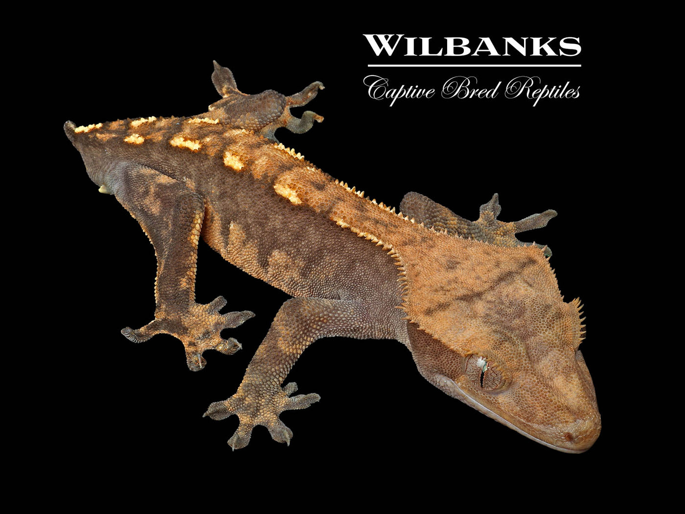 Crested Gecko '24