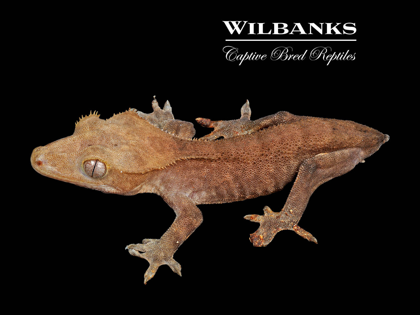 Crested Gecko '24