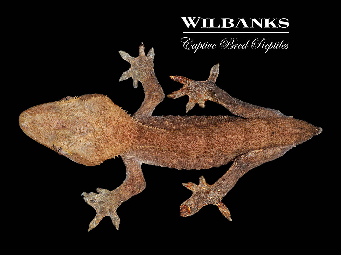 Crested Gecko '24