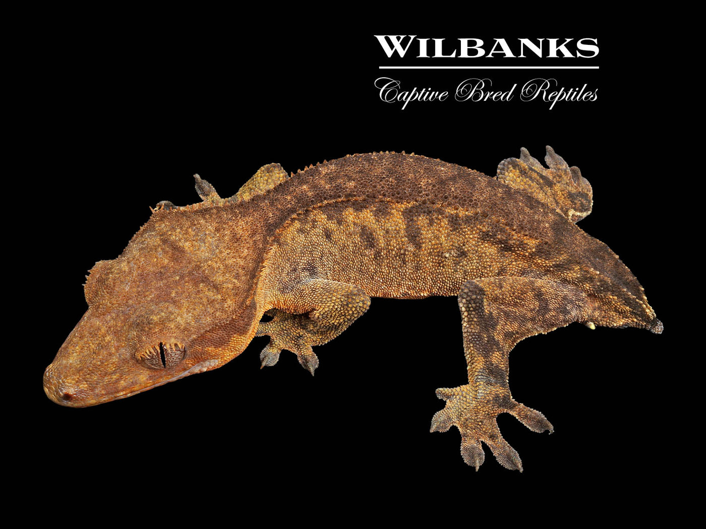 Crested Gecko '24