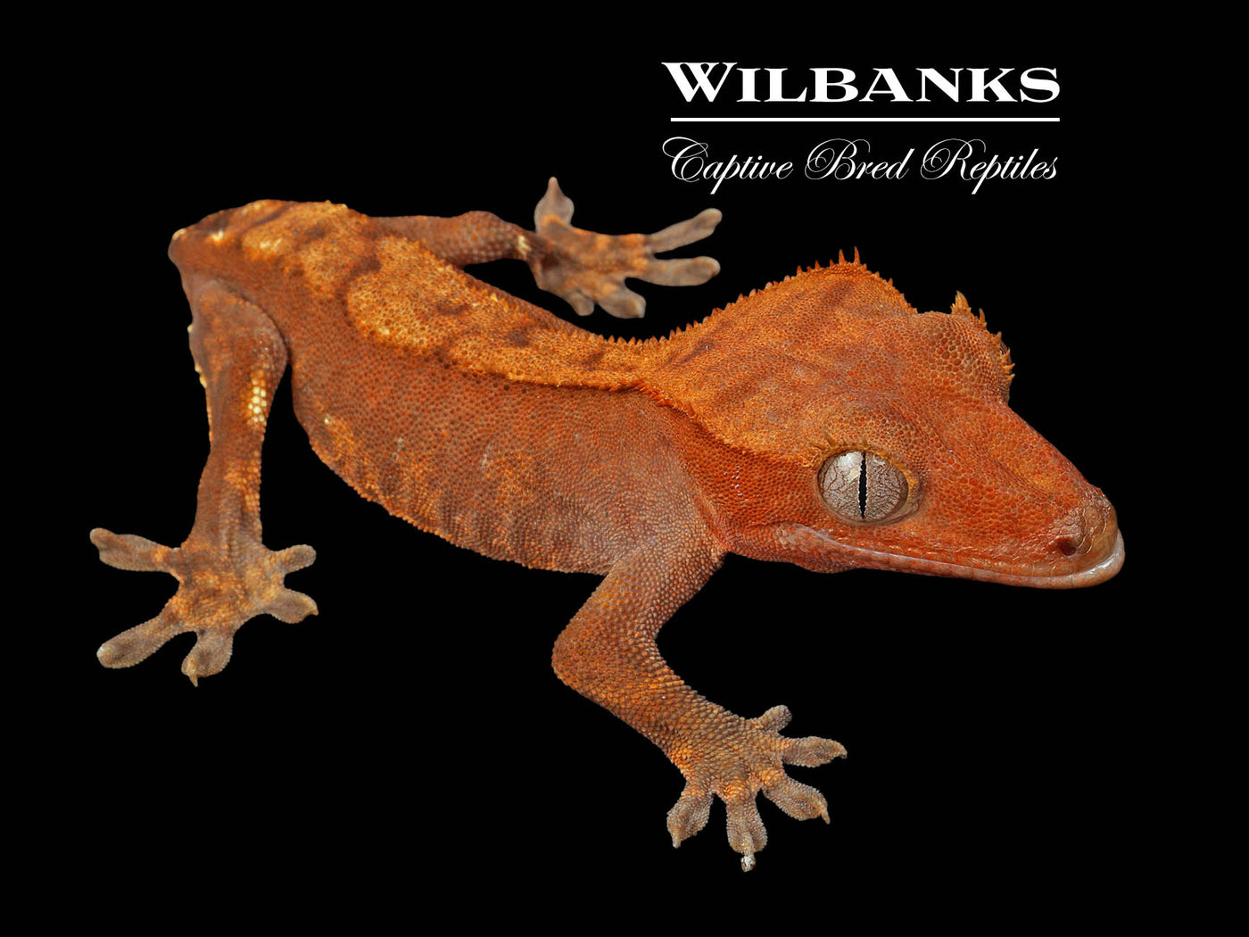 Crested Gecko '24